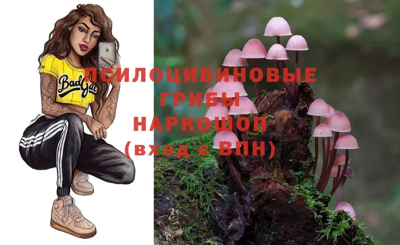 Галлюциногенные грибы Psilocybe  что такое   Ермолино 